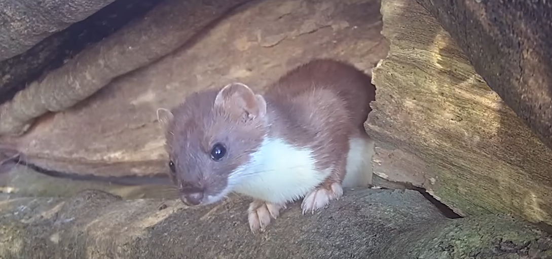 stoat