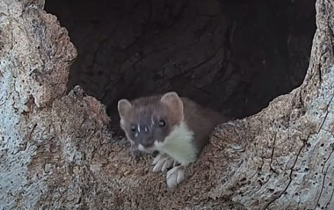 stoat