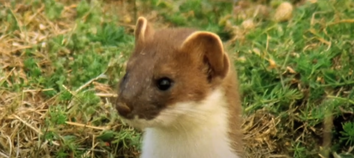 stoat